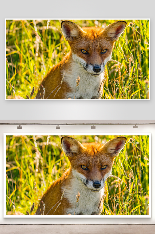 红狐静立草丛中照片摄影-众图网