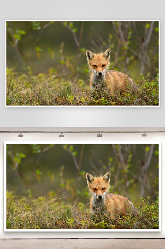 红狐静立草丛间照片摄影-众图网