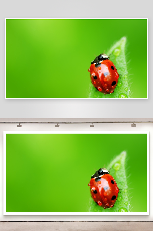 红瓢虫栖息绿叶露珠-众图网