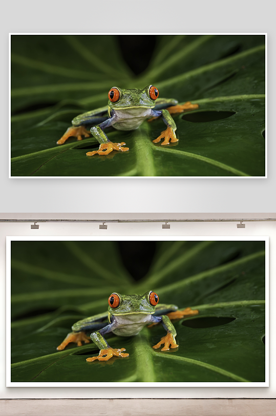 红眼绿蛙栖息大叶之上-众图网