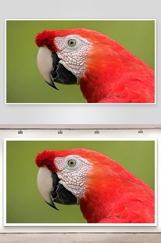 红色金刚鹦鹉特写-众图网