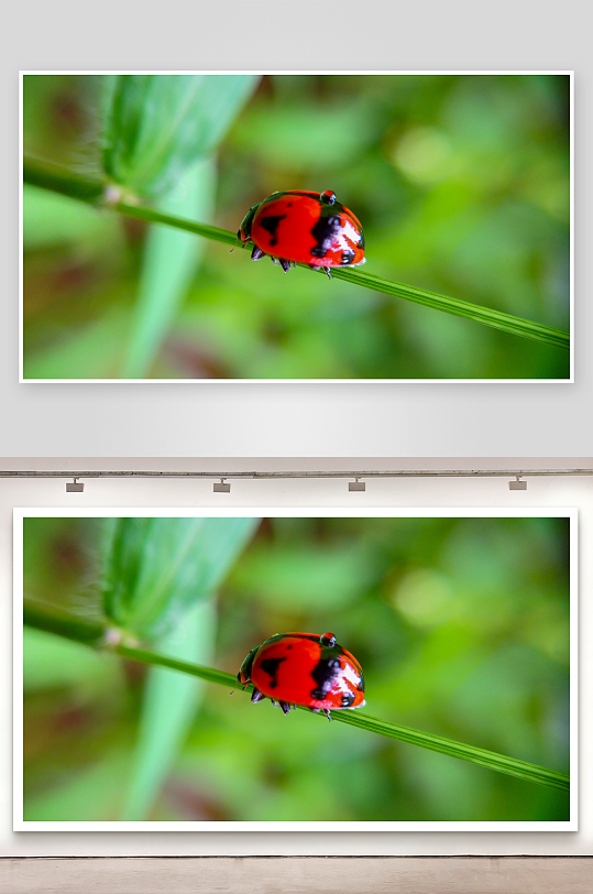 红黑瓢虫栖息绿草之上-众图网