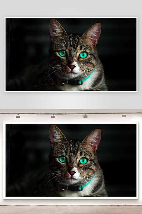 绿眼猫咪特写眼神锐利-众图网