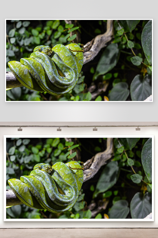 绿色巨蟒盘绕树枝静止不动-众图网