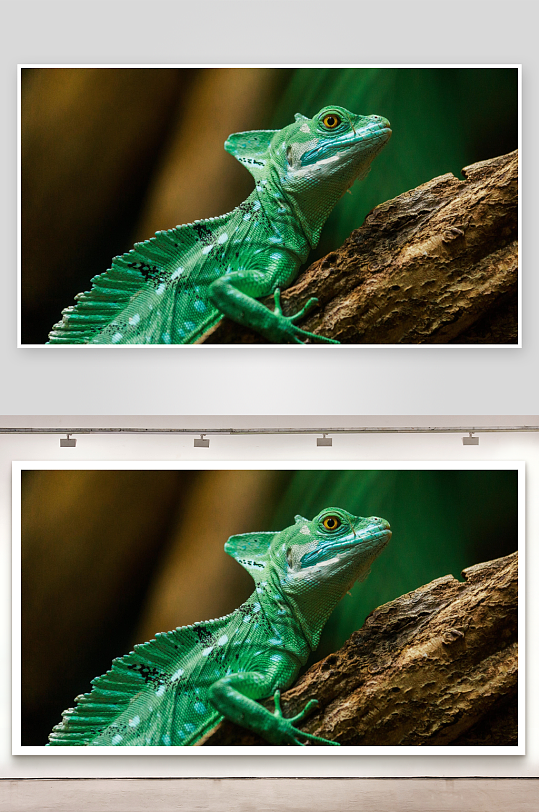 绿色蜥蜴栖息树枝特写-众图网