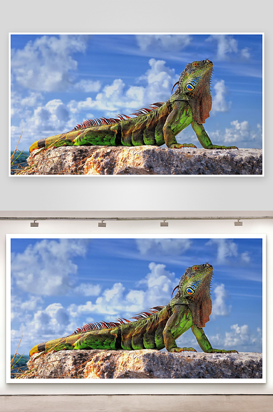 绿鬣蜥蓝天白云下栖息岩石-众图网