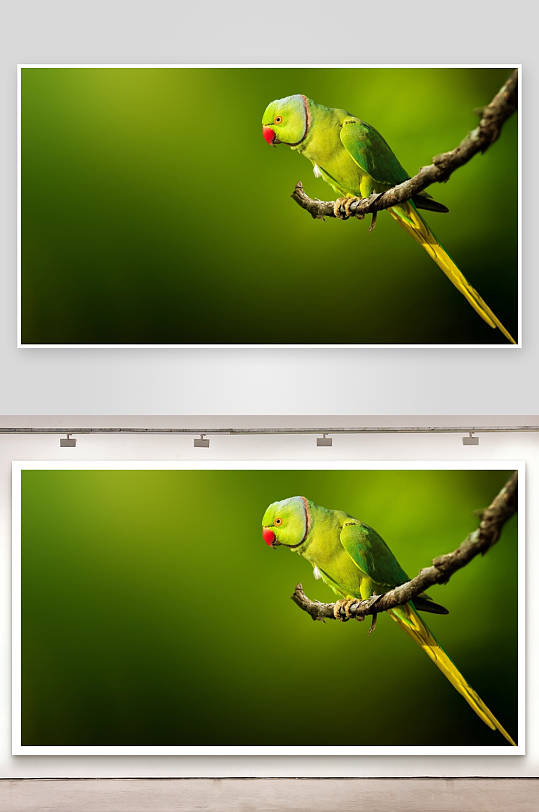 绿鹦鹉栖息枝头特写-众图网