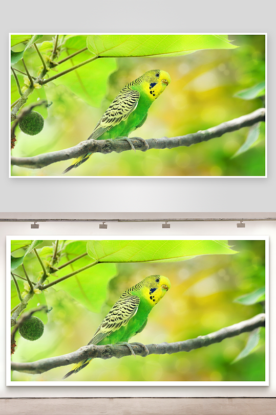 绿鹦鹉栖息树枝上-众图网
