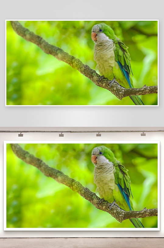 绿鹦鹉栖息树枝特写-众图网