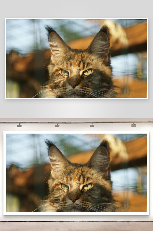 缅因猫凝视镜头特写-众图网