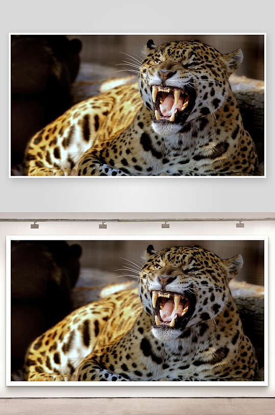 美洲豹张嘴咆哮特写-众图网