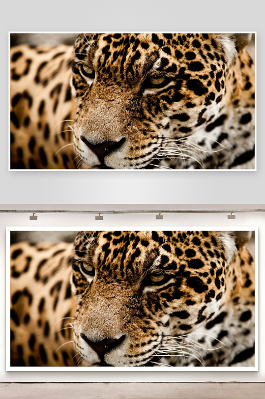 美洲豹特写眼神锐利-众图网