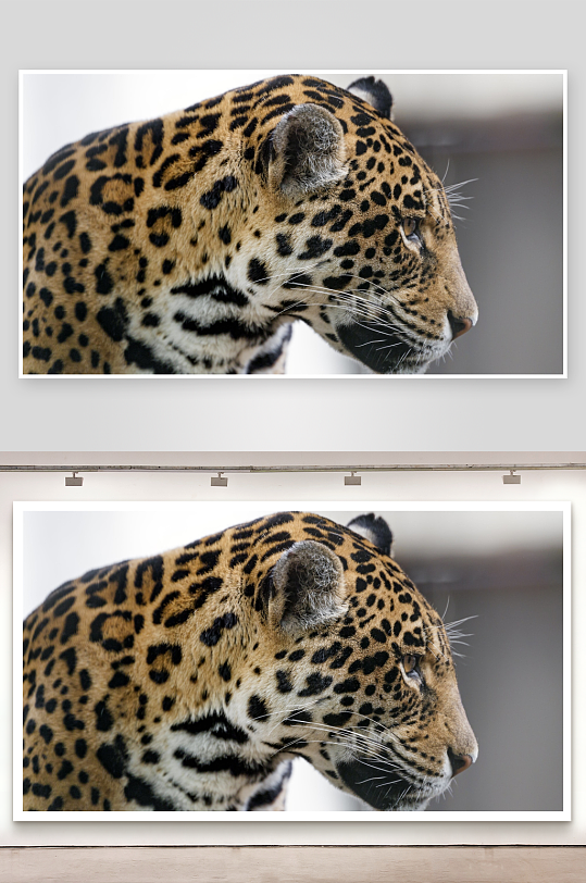 美洲豹特写镜头照片摄影-众图网