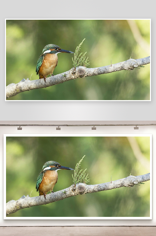 翠鸟栖息树枝瞬间-众图网