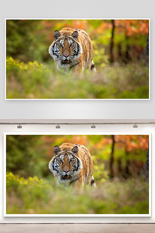 老虎丛林中行走目光锐利-众图网