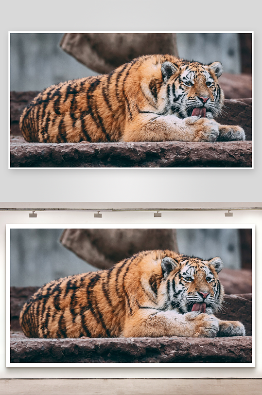 老虎休息舔舌特写-众图网