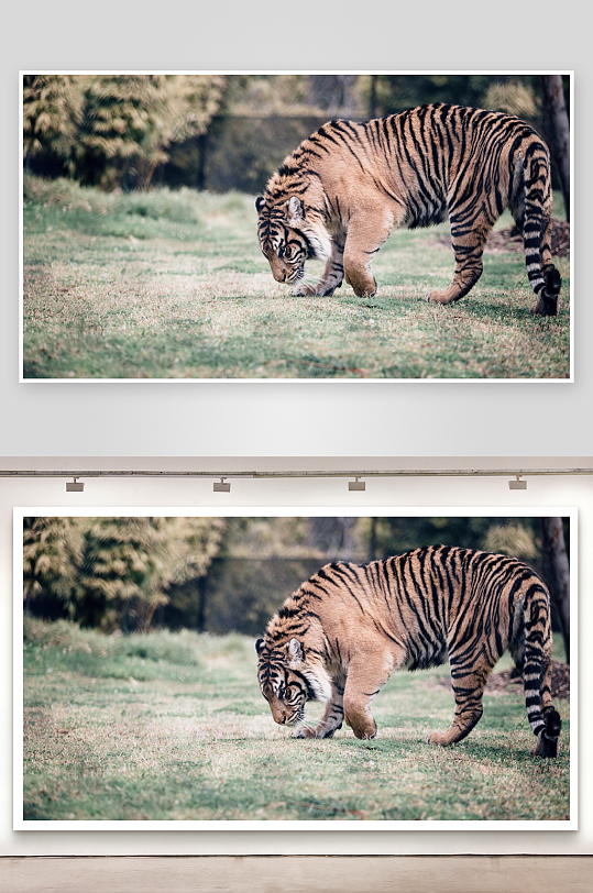 老虎低头嗅草地照片摄影-众图网