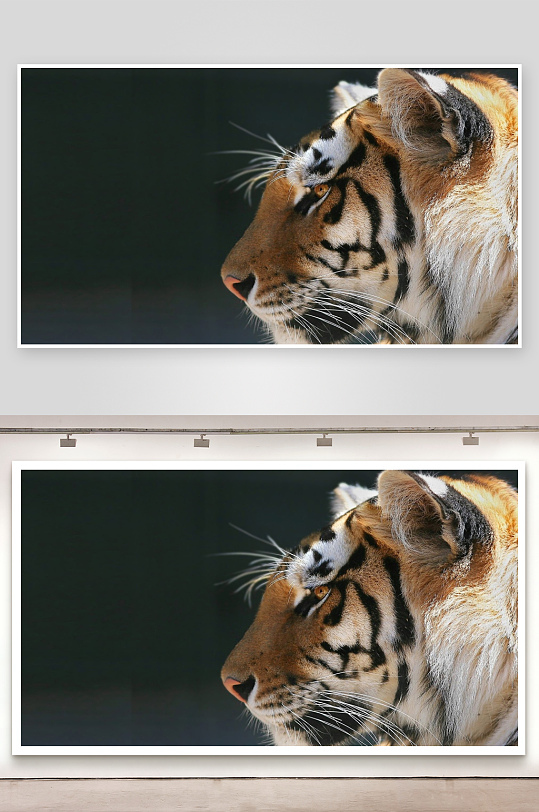 老虎侧脸特写照片摄影-众图网