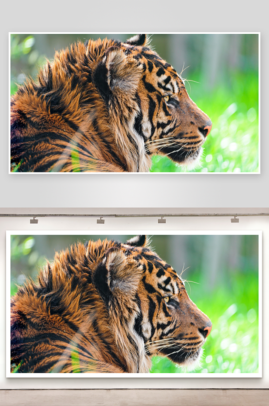 老虎侧脸特写展现自然之美-众图网