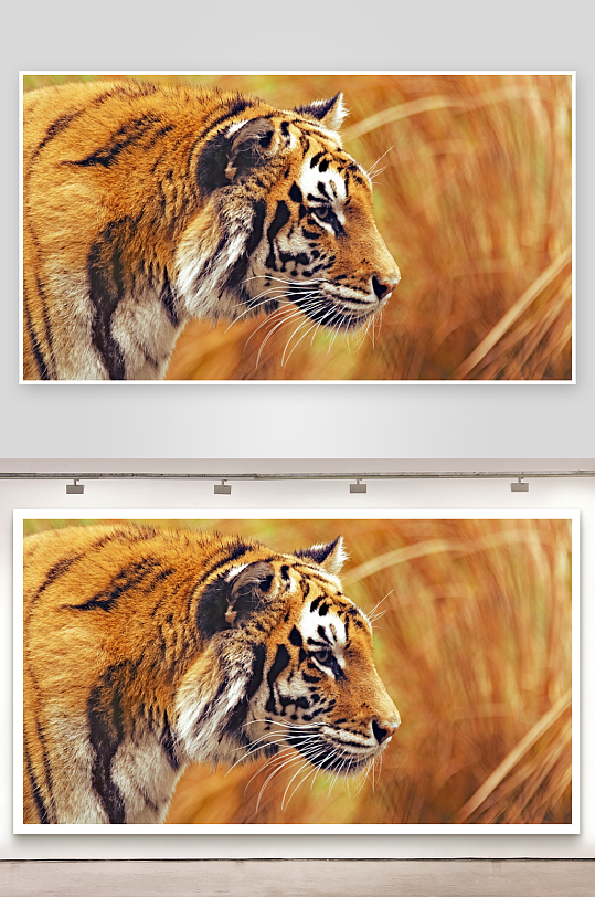 老虎侧脸特写目光专注-众图网