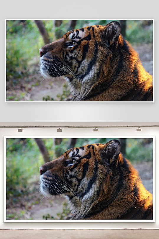 老虎侧脸特写阳光照射-众图网