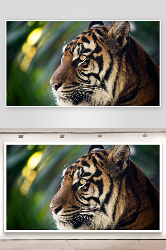 老虎侧脸特写眼神锐利-众图网