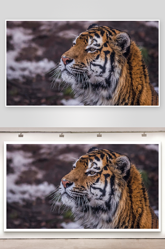 老虎侧脸特写雪地背景-众图网