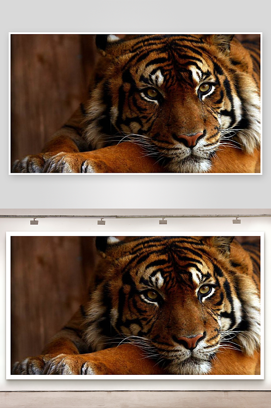 老虎凝视特写展现威严与力量-众图网