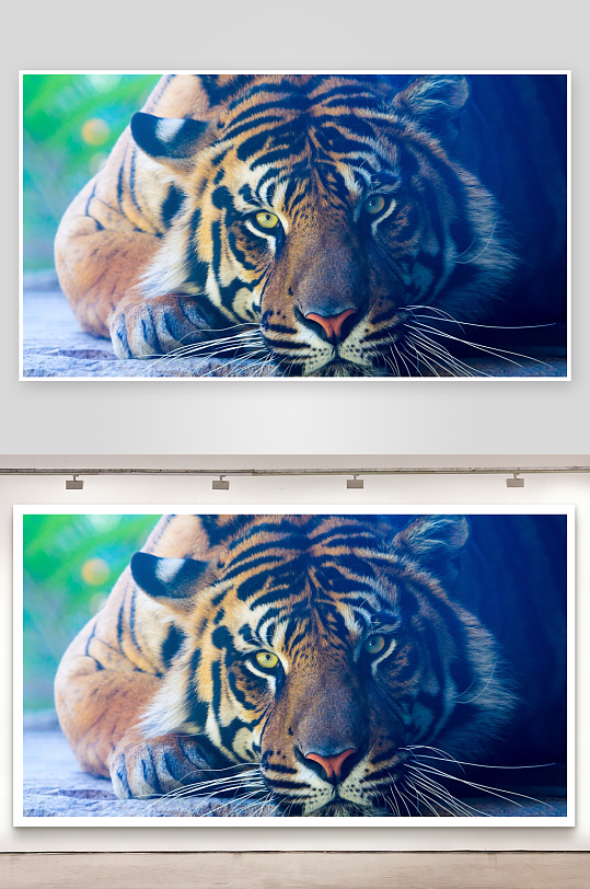 老虎凝视岩石静卧-众图网