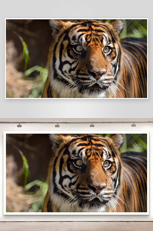 老虎凝视特写展现野性之美-众图网