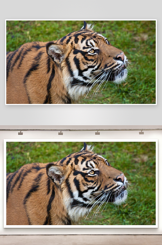 老虎凝视远方照片摄影-众图网