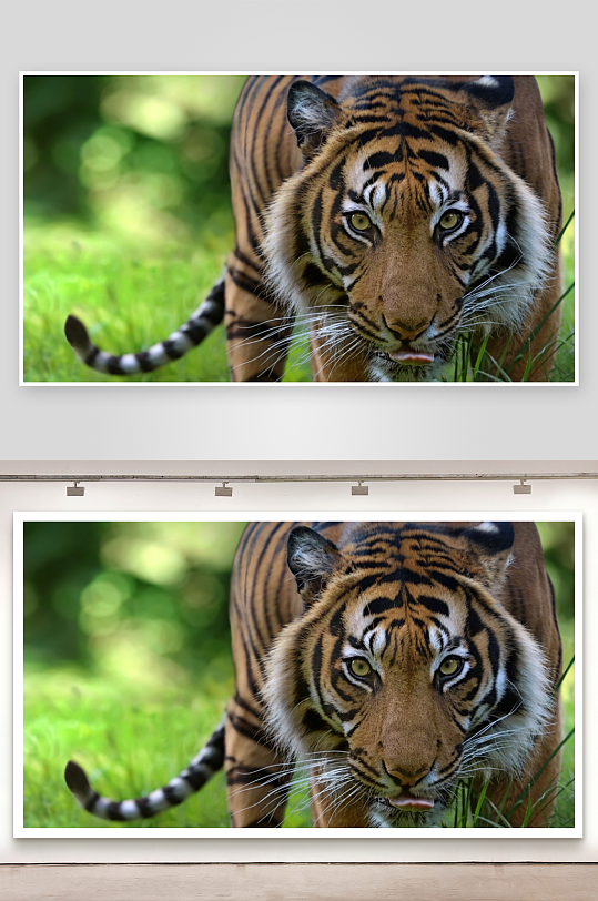 老虎凝视镜头照片摄影-众图网