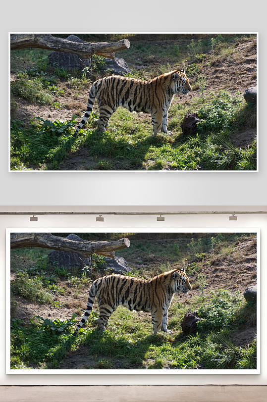 老虎在自然环境中漫步-众图网