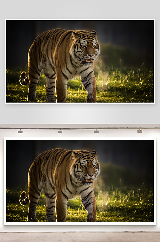 老虎在草地上行走-众图网