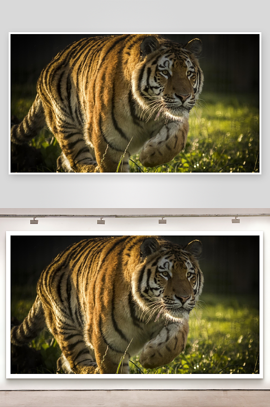 老虎奔跑于草丛间-众图网