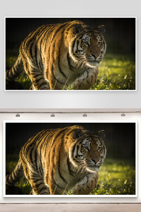 老虎奔跑于草地间-众图网