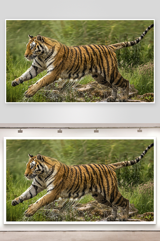 老虎奔跑溅水瞬间-众图网