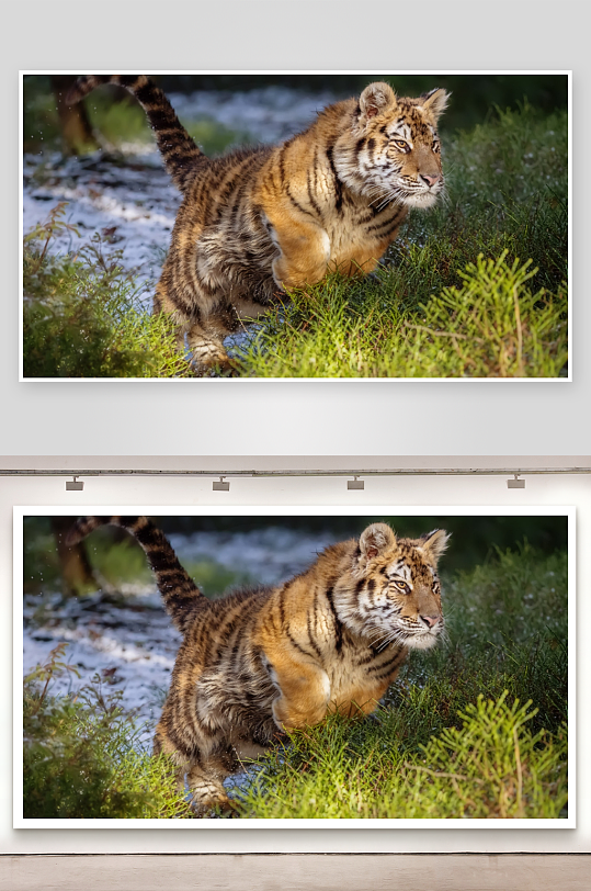 老虎幼崽草地奔跑瞬间-众图网