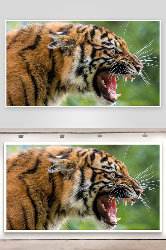 老虎张嘴咆哮特写-众图网