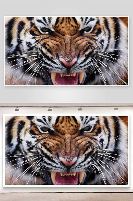 老虎张嘴特写眼神犀利-众图网