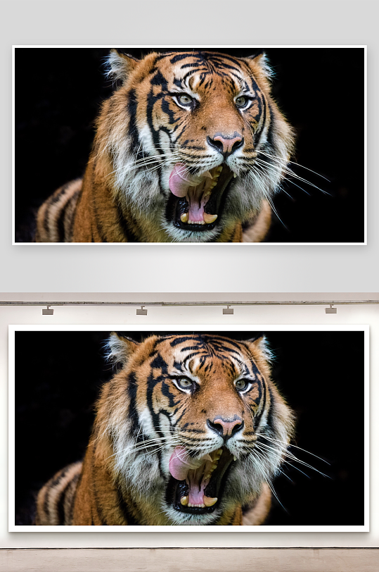 老虎张嘴露齿特写-众图网