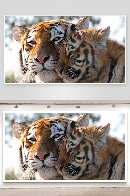 老虎母子亲密依偎-众图网