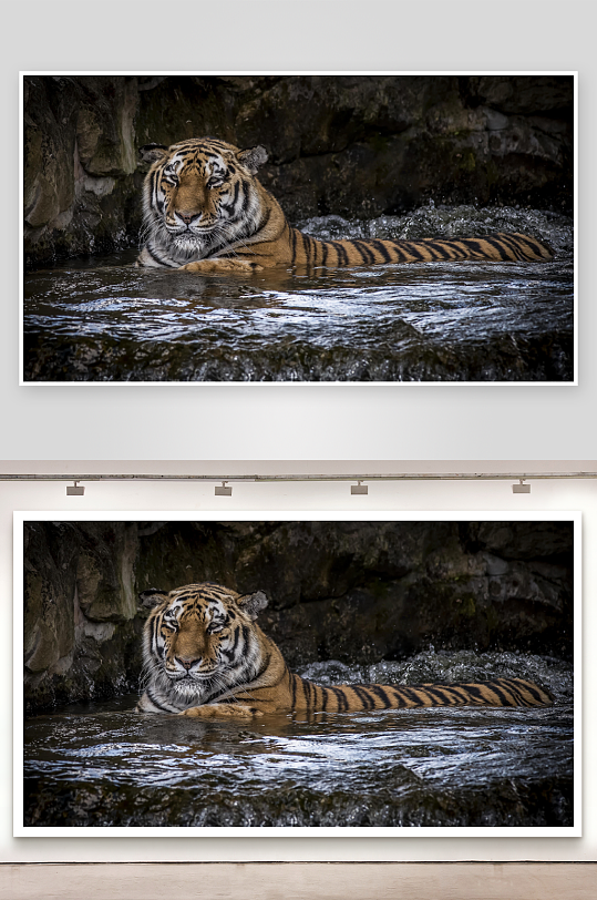 老虎水中休息照片摄影-众图网