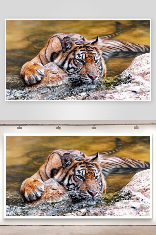 老虎水中休息姿态优雅-众图网