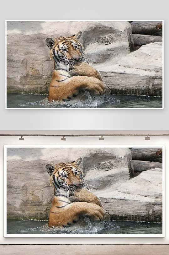 老虎水中休息姿态悠闲-众图网