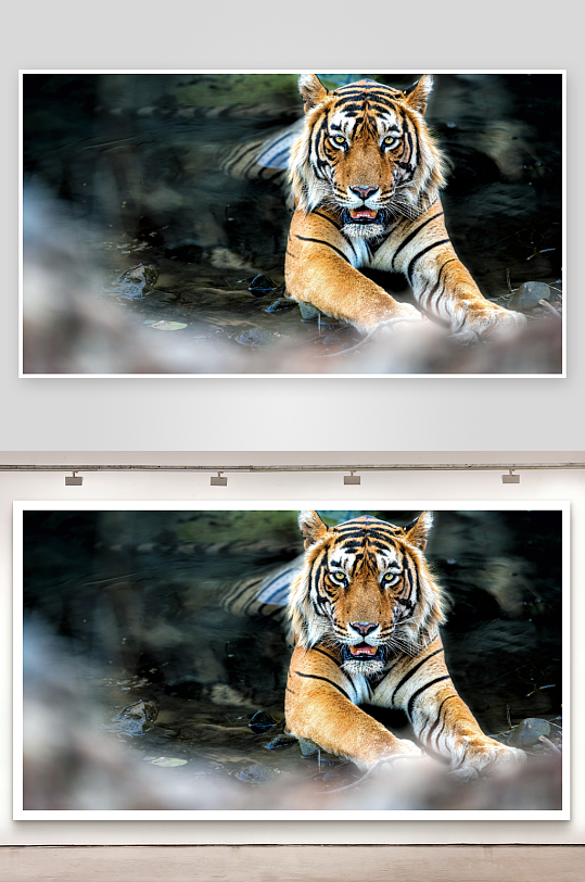 老虎水中凝视照片摄影-众图网