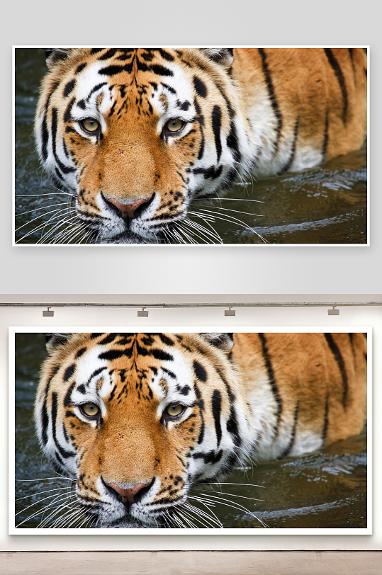 老虎水中凝视特写-众图网