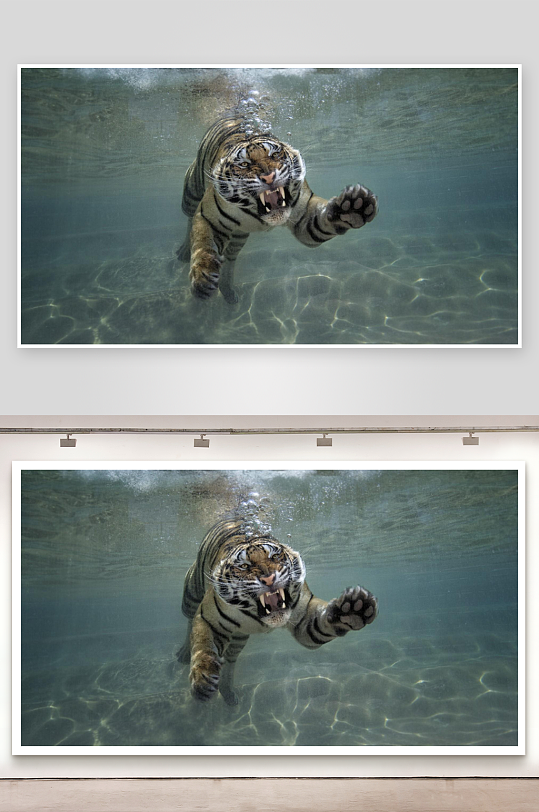 老虎水中捕猎瞬间-众图网