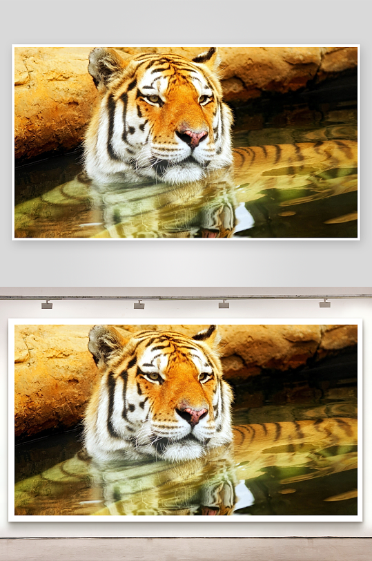 老虎水中静憩照片摄影-众图网