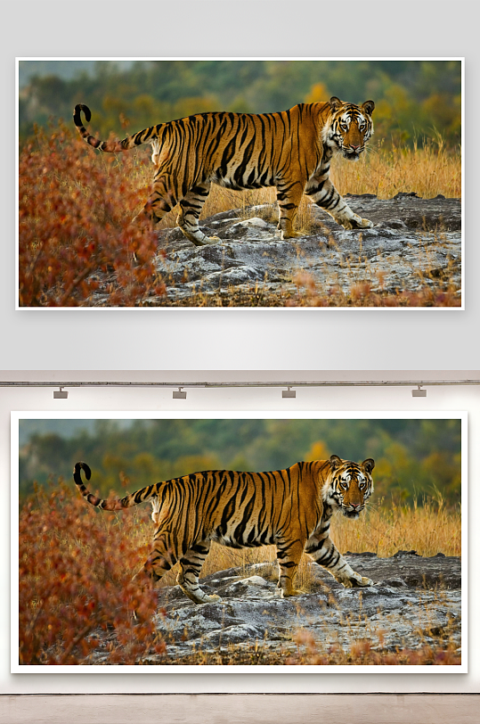 老虎漫步岩石山林间-众图网